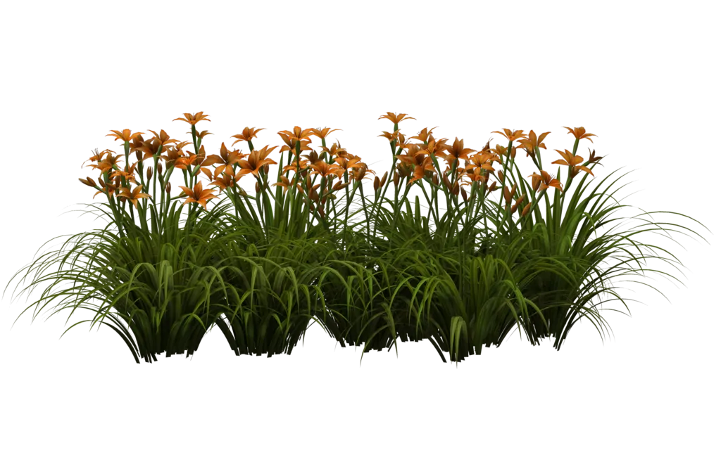 Editing PicsArt Studio, lily, miscellaneous, grass, plant Stem png